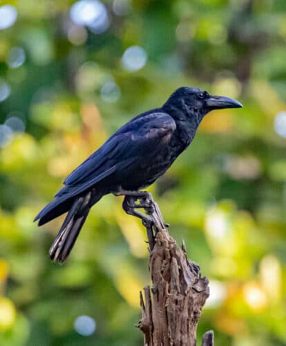 Vogels kijken in Thailand: De (Corvus macrorhynchos) | Thailand blog