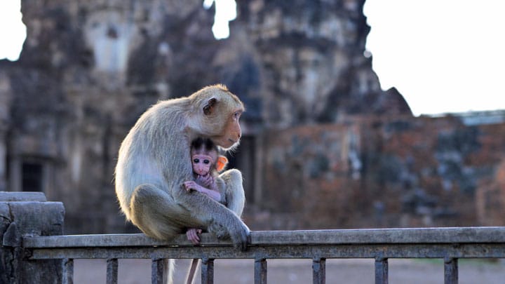 De aapjes van Lopburi (video) | Thailandblog