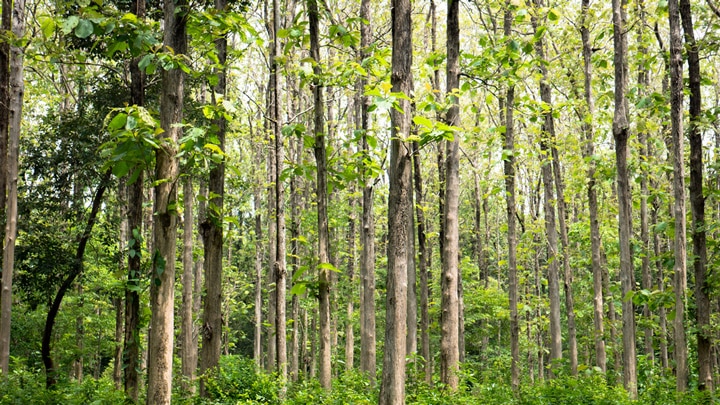 bella trama di impiallacciatura di legno naturale con un motivo